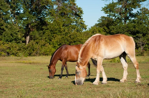 Dos hermosos y brillantes caballos pastando en el pasto — Foto de Stock