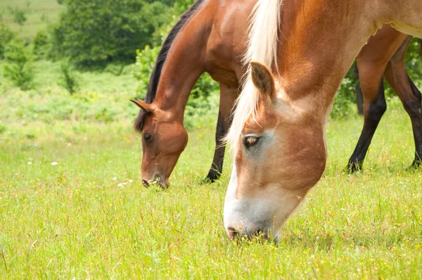 两匹马在郁郁葱葱的绿色夏季牧场放牧 — 图库照片