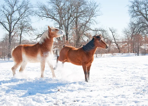 Malé koně vykopnutím na velké koně ve sněhu na chladné zimy den — Stock fotografie