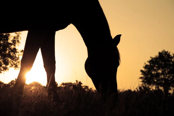 Silueta de un caballo árabe en pastoreo contra el sol naciente — Foto de Stock
