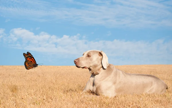 Wyżeł weimarski pies oglądać piękny motyl przelotu nad polem jesień — Zdjęcie stockowe
