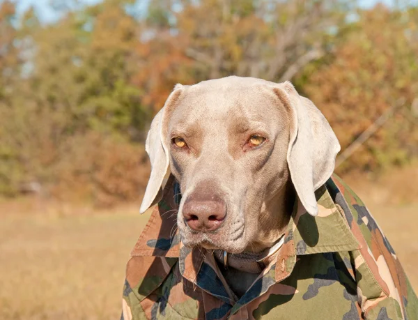 Weimaraner cane indossa una camicia mimetica — Foto Stock