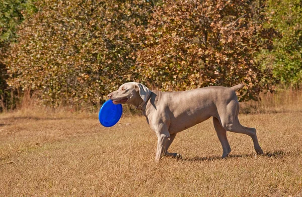 Weimaraner perro llevando un frisbee — Foto de Stock