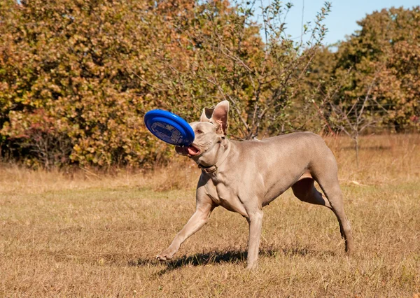 Wyżeł weimarski pies biegnąc z frisbee — Zdjęcie stockowe