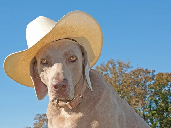 Imagen humorística de un perro Weimaraner con sombrero de vaquero —  Fotos de Stock