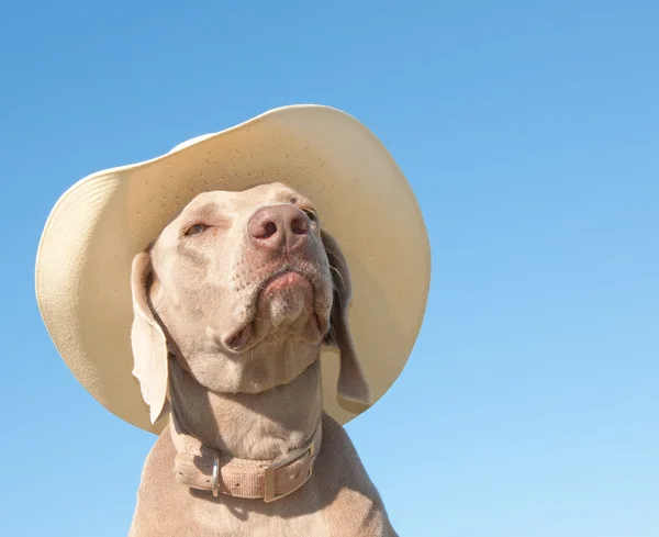 Śmieszne zdjęcie psa Wyżeł weimarski w kowbojski kapelusz — Zdjęcie stockowe