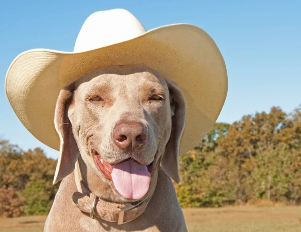 Wyżeł weimarski pies sobie kowbojski kapelusz — Zdjęcie stockowe