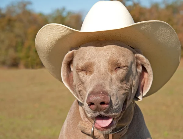 Grappig beeld van een Weimarse staande hond hond in een cowboy-hoed — Stockfoto