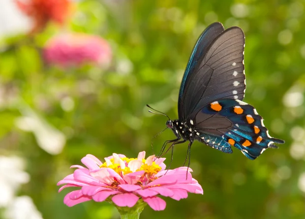 Grüner Schwalbenschwanz-Schmetterling ernährt sich von einer rosa Zinnie Stockbild