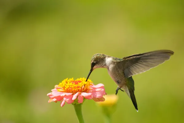 Winziger Kolibri ernährt sich von Zinnia-Blume lizenzfreie Stockbilder