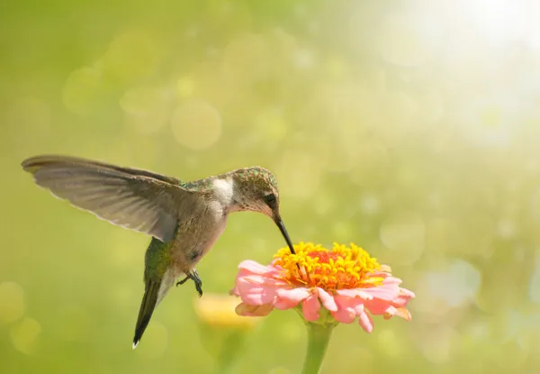 Verträumtes Bild eines Kolibris, der sich von Zinnia-Blume ernährt Stockbild