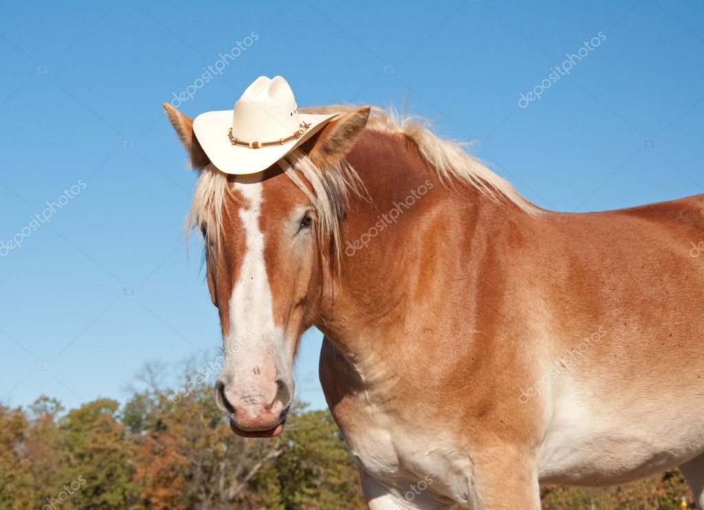 depositphotos_5560225-Funny-image-of-a-blond-Belgian-Draft-horse-wearing-a-cowboy-hat.jpg