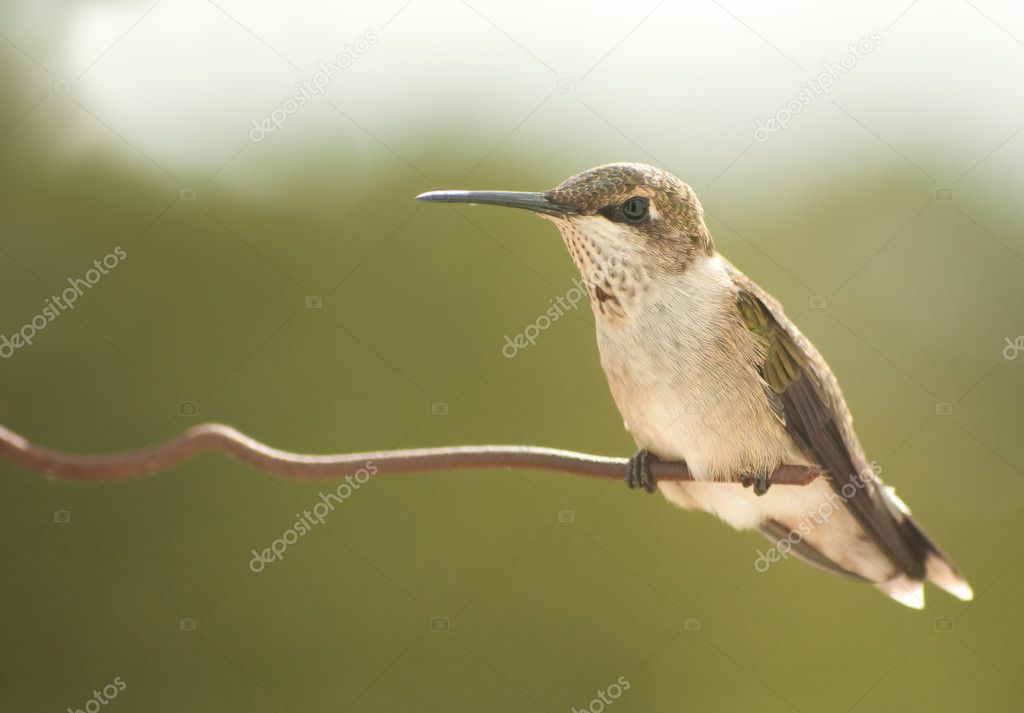 Juvenile male Hummingbird resting on a wire