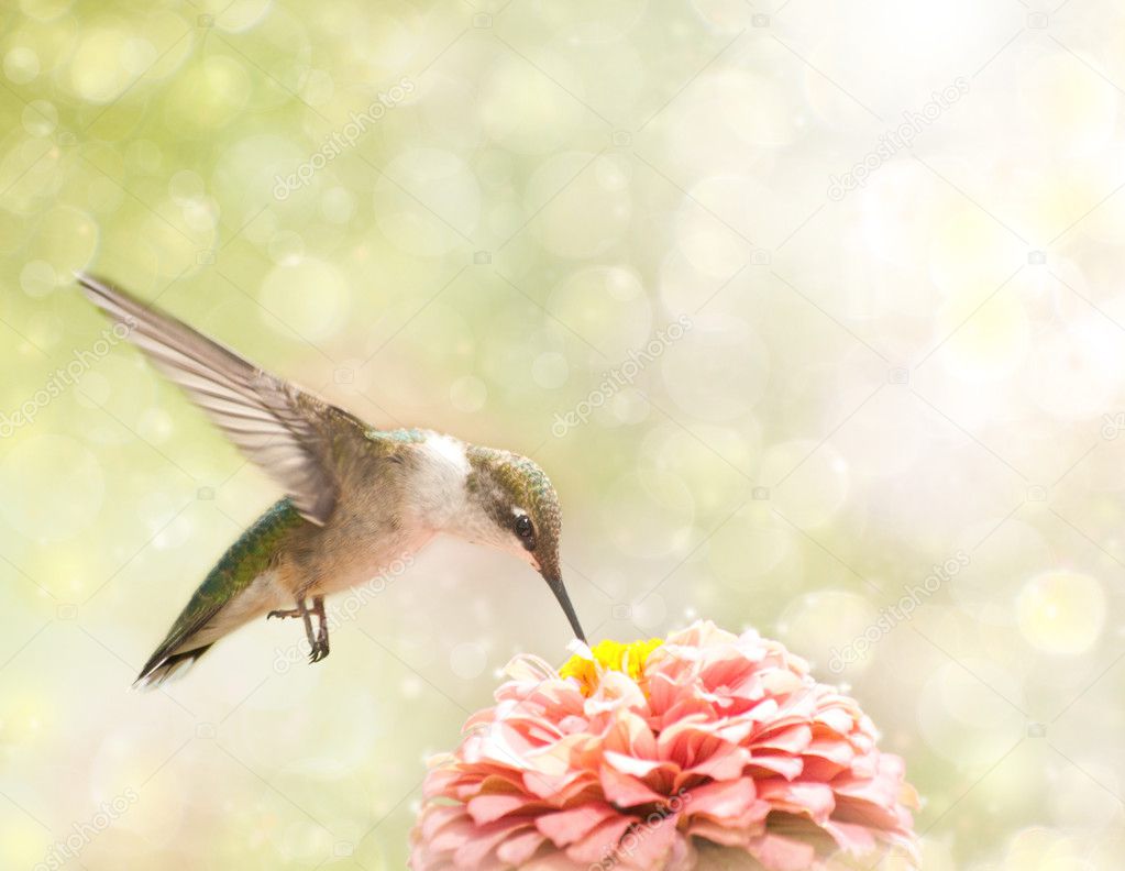 Dreamy image of a Ruby-throated Hummingbird