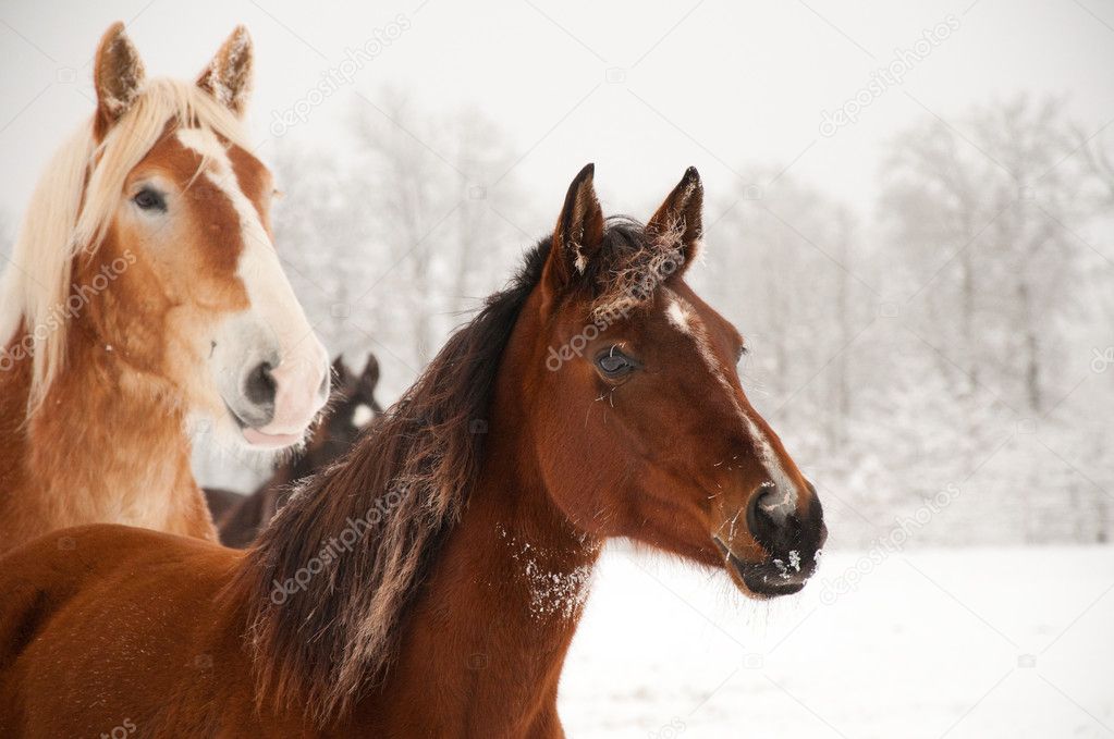 Frosty horses alerted to something in the distance