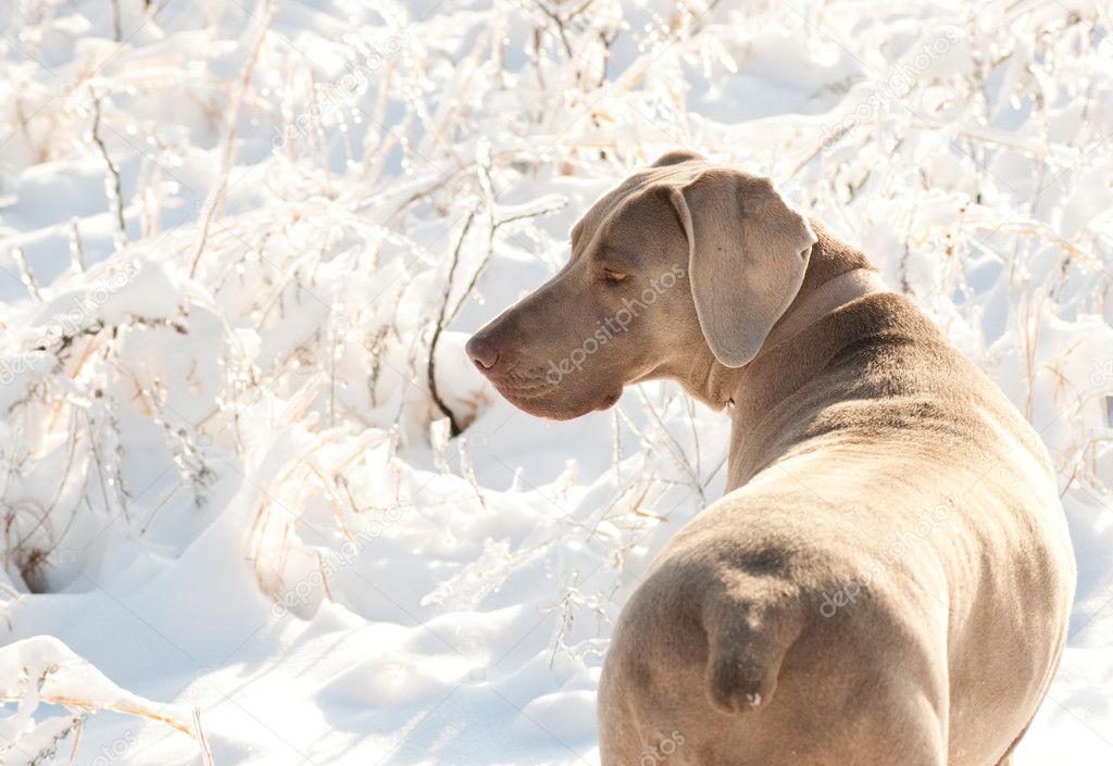 Weimaraner dog in a frozen, snowy winter world