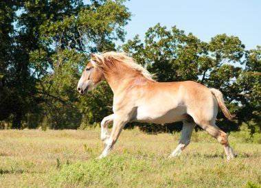 Handsome Belgian Draft horse galloping across pasture clipart