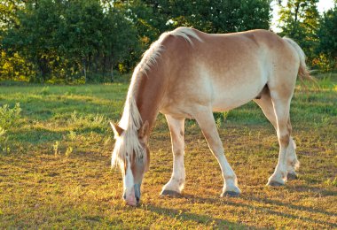 Beautiful Belgian Draft horse grazing clipart