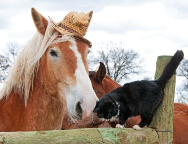 Belgian Draft horse wearing a silly worn out straw hat clipart