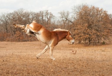 Huge Belgian Draft horse running and kicking out clipart