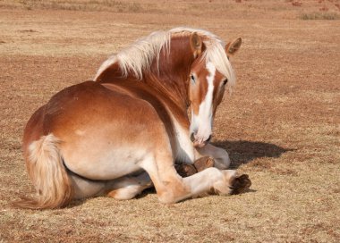 Belgian Draft lying down on ground in dry autumn grass clipart