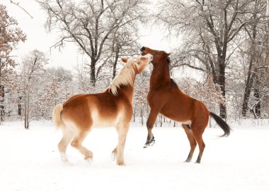 Two horses playing hard in snow clipart