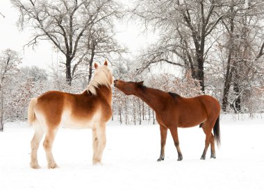 Two horses play fighting, biting each other in snow clipart