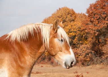 Profile of a beautiful blond Belgian Draft horse clipart