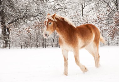 Belgian Draft horse in snow clipart