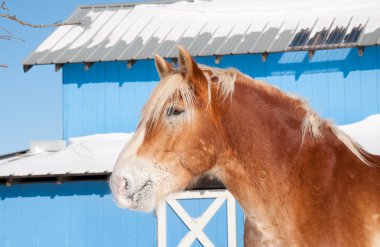 Beautiful blond Belgian Draft horse with snow covered muzzle clipart