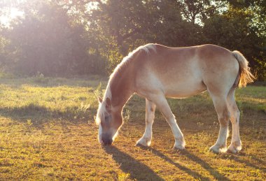 Beautiful Belgian Draft horse grazing in morning sun clipart