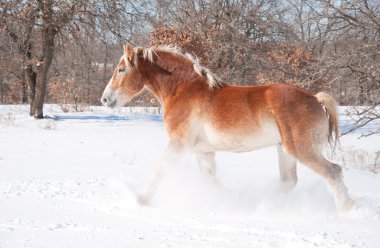 Beautiful blond Belgian Draft horse trotting through snow clipart