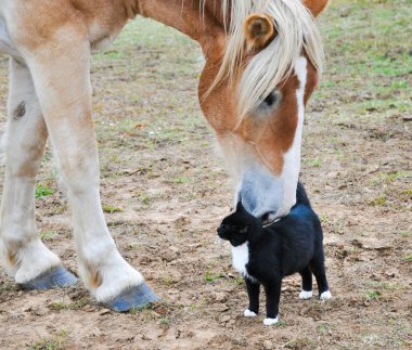 Big Belgian Draft horse nibbling on a kitty cat clipart