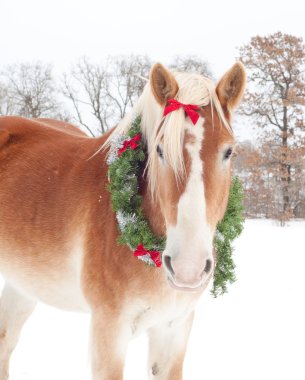 Handsome Belgian Draft horse wearing a Christmas wreath clipart