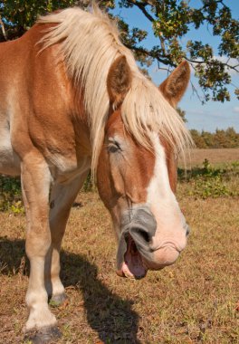 Close up image of a yawning Belgian Draft horse clipart