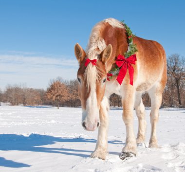 Handsome Belgian Draft horse wearing a Christmas wreath clipart