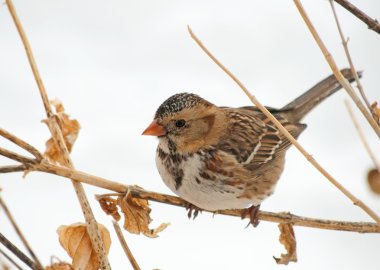 Harris's Sparrow perched on a dry flower stalk clipart