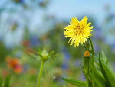 parlak sarı hawksbeard çiçek