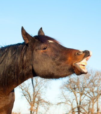 Comical image of a dark bay horse stretching his lips out clipart