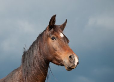 Beautiful dark bay Arabian horse against stormy skies clipart