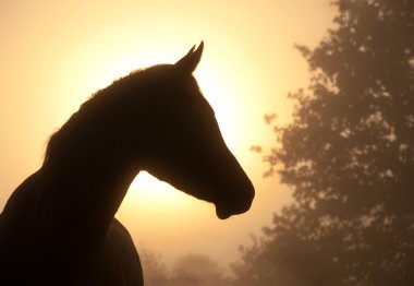 Beautiful image of a refined Arabian horse's profile clipart