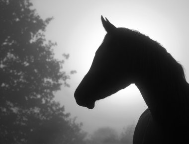 Beautiful image of a refined Arabian horse's profile clipart