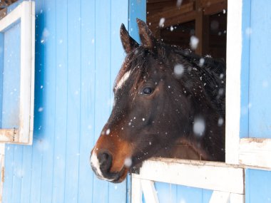 Dark bay Arabian horse looking out of a blue barn clipart