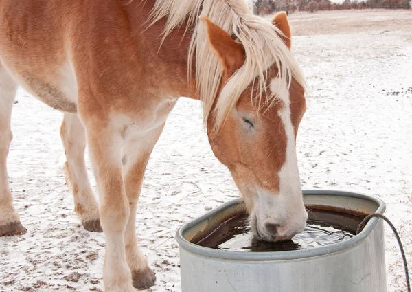 ベルギーのドラフト馬は、水トラフから水を飲む — ストック写真