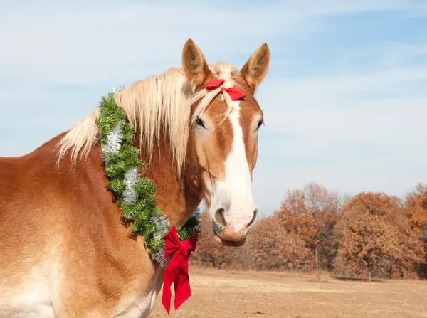 クリスマスの花輪を持つベルギーのドラフト馬 — ストック写真