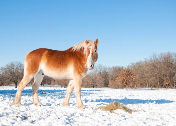 雪の中で彼の干し草を食べて美しいブロンドのベルギーのドラフト馬 — ストック写真