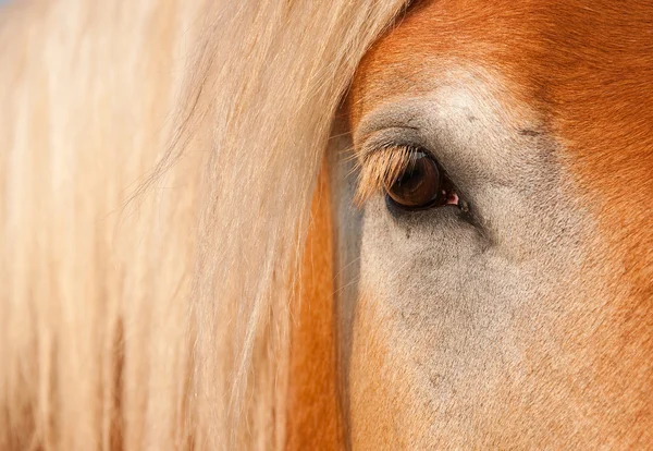 Zachte oog van een blonde Belgisch trekpaard — Stockfoto