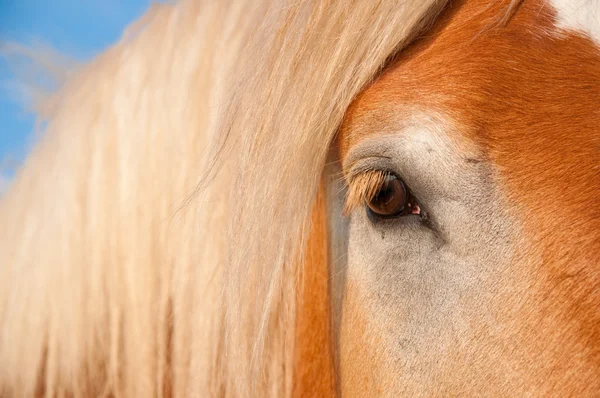 stock image Beautiful gentle eye of a huge Belgian Draft horse