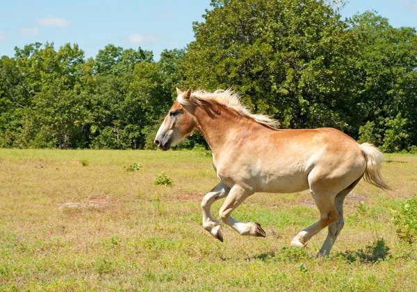 Poderoso caballo de tiro belga galopando a través de un campo —  Fotos de Stock