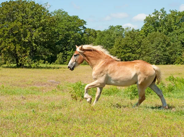 Hermoso belga tiro caballo cantering a través de un pasto —  Fotos de Stock